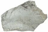Fossil Titanothere (Megacerops) Limb Bone End - South Dakota #229054-1